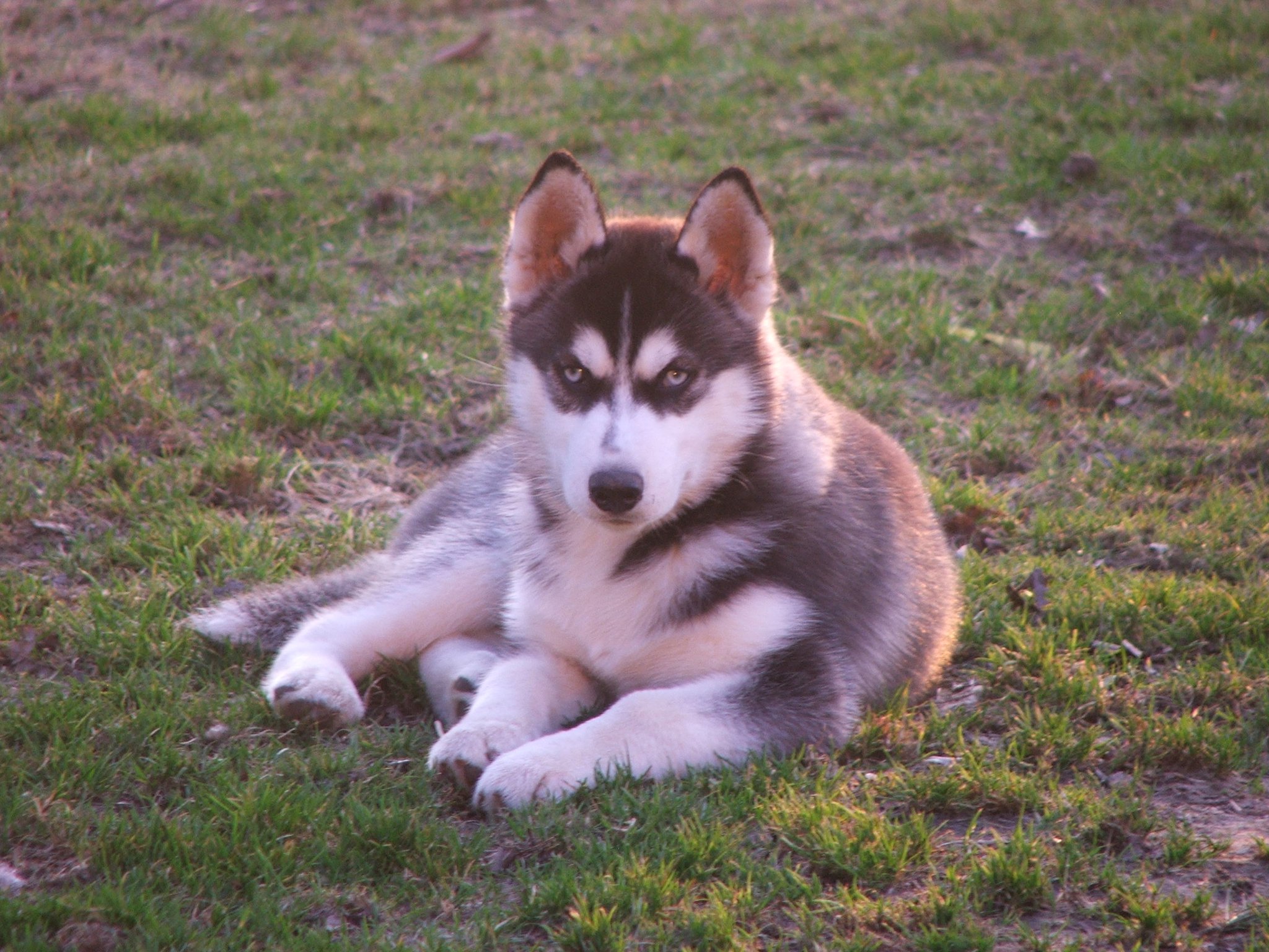 Dobble_14_weeks