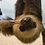 8BitSloth